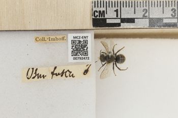 Media type: image;   Entomology 792472 Aspect: Labels